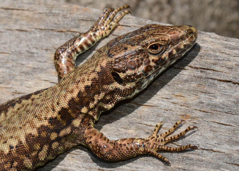 Podarcis muralis